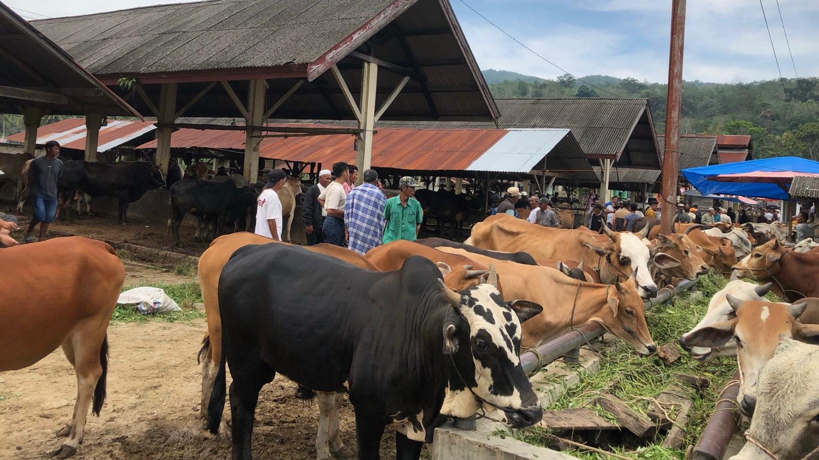 Jelang Idul Adha 2025, Dinas Peternakan Sijunjung Klaim Tak Ada Hewan Terkena Penyakit Menular