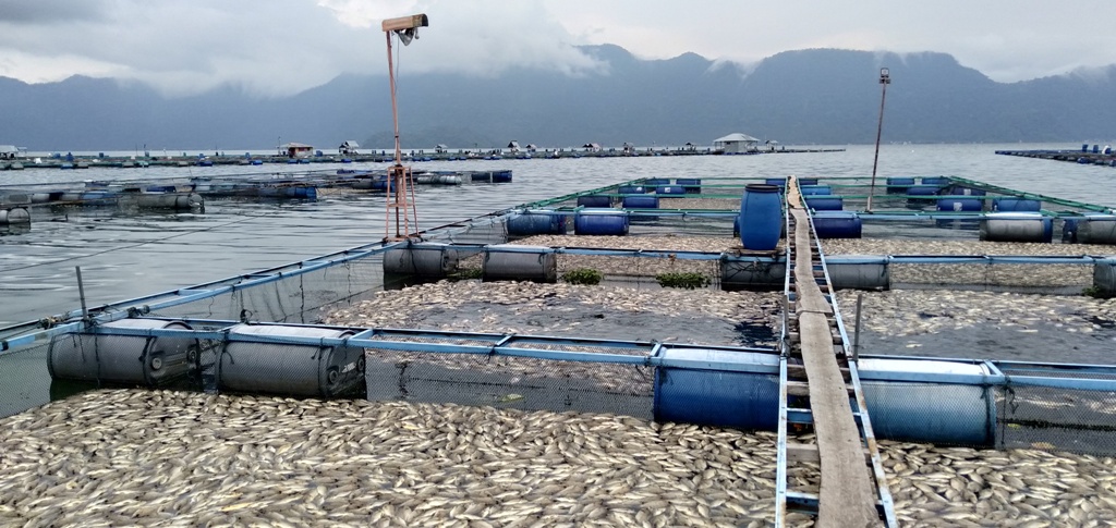Ikan Keramba Mati Massal di 7 Nagari Sekitar Danau Maninjau, Total 1.764 Ton Setara Rp 35,2 Miliar