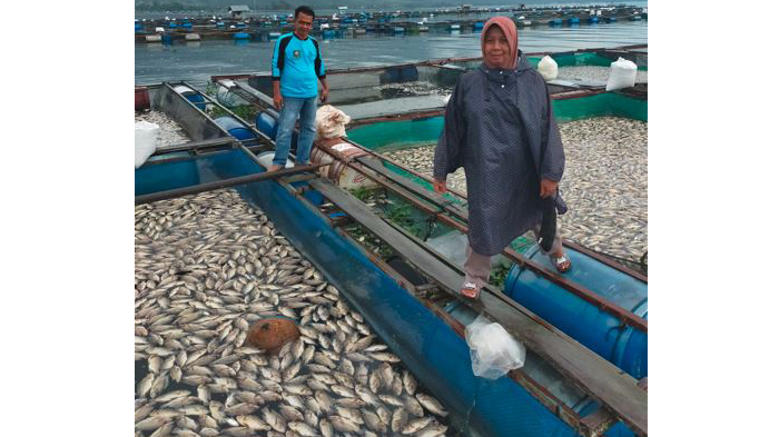 Kematian-massal-ikan-KJA-di-Kecamatan-Tanjung-Raya-Kabupaten-Agam-pada-Selasa-1152021-lalu.jpg
