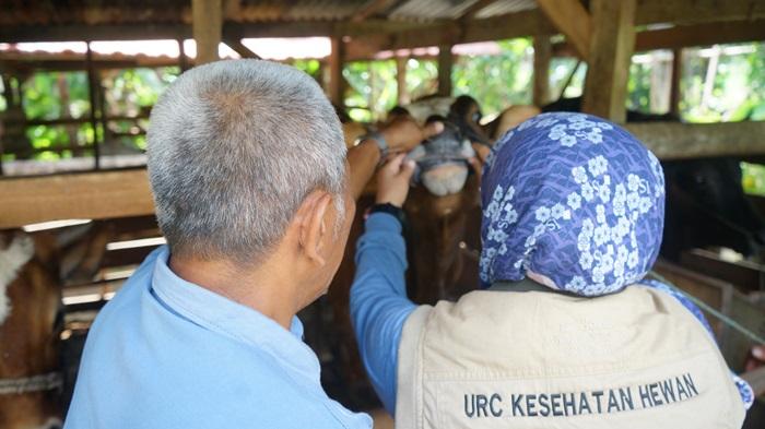 Vakumnya Vaksinasi dan Lalu Lintas Ternak Jadi Penyebab Kemunculan Kasus PMK di Padang Pariaman