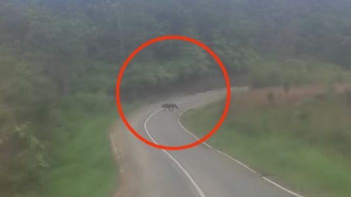 Kronologi-Kemunculan-Harimau-Sumatra-di-Solok-Selatan-Warga-Lihat-Harimau-Menyeberang-Jalan.jpg