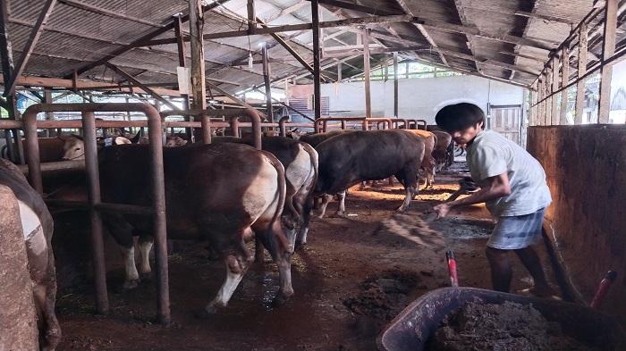 Peternak di Padang Rutin Mandikan Sapi Setiap Hari: Ternak Segar, Daging Berkualitas & Bebas PMK