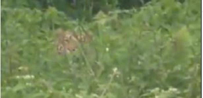 Konflik dengan Harimau di Pasaman, BKSDA Sumbar Pasang Perangkap yang Kedua Hari Ini