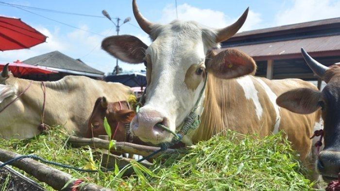 Sebanyak 1.087 Hewan Kurban Disembelih di Bukittinggi Hari Kedua Idul Adha, Tersebar 163 Titik