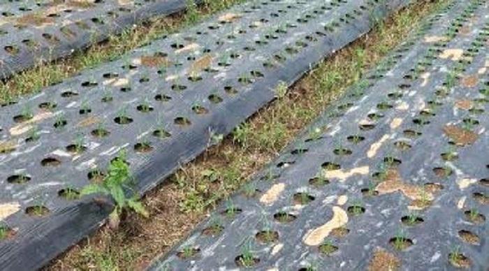 PLASTIK-MULSA-Petani-di-Alahtgen-Solok-Sumatera-fgunvhingga-80-persen.jpg