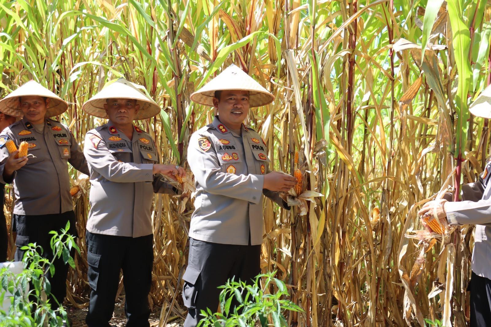 Panen-Jagung-Polres-Pasaman-Barat-1552025.jpg