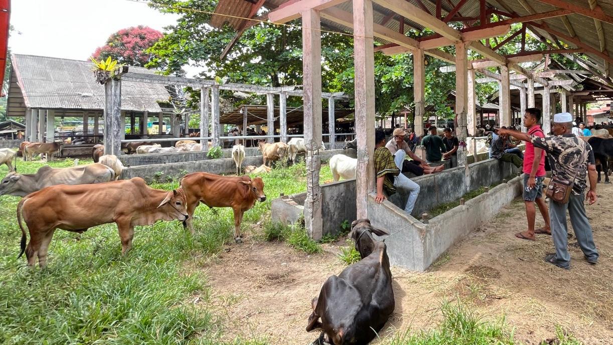 Pasar-Ternak-Sungai-Sariak-362025.jpg