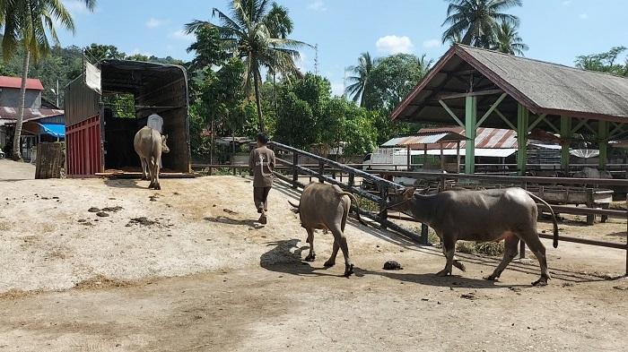 Update Hewan Terpapar PMK di Sumbar, Sebanyak 1.526 Ekor Sapi dan 91 Kerbau Positif