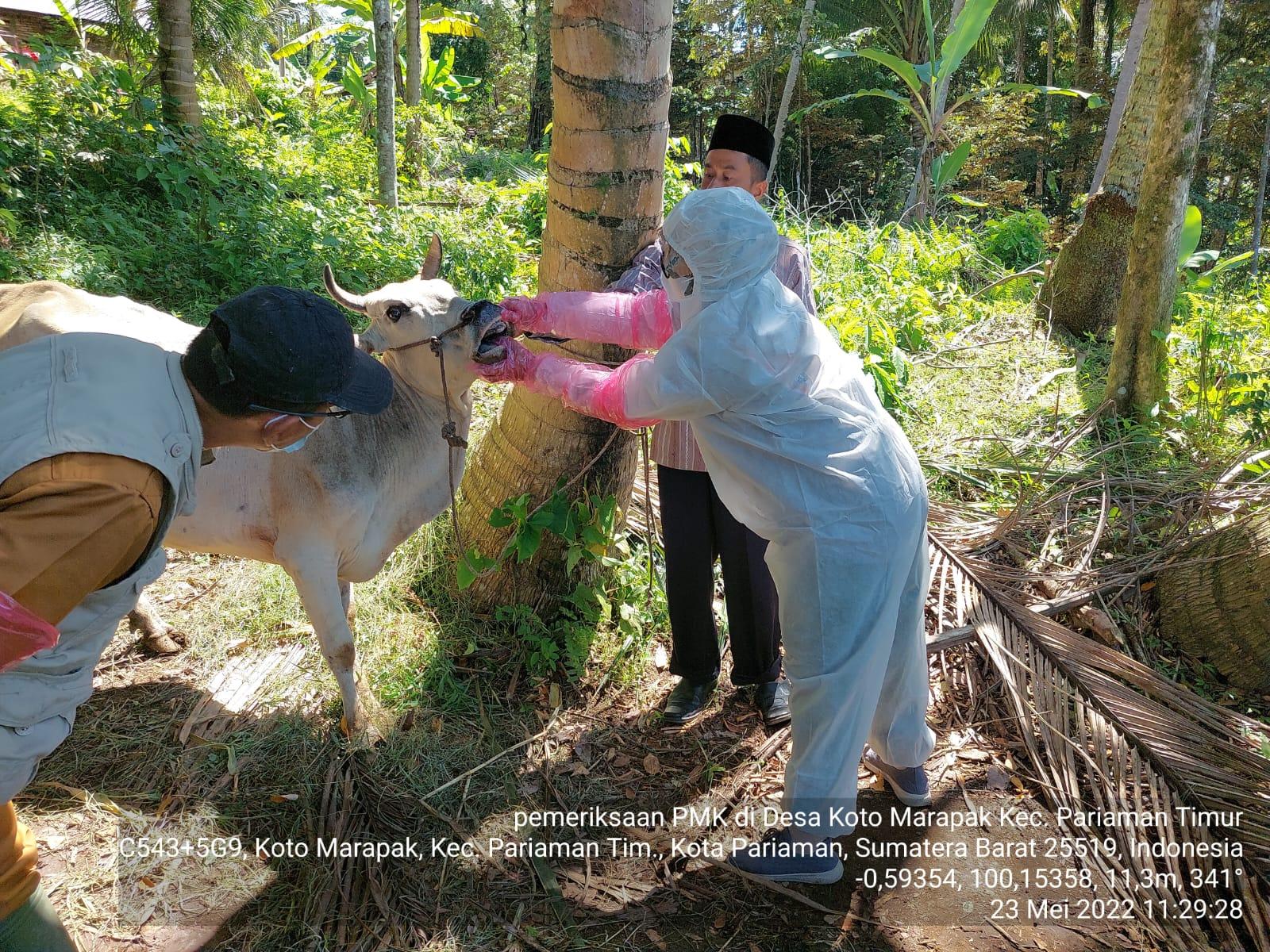 Pemeriksaan-ternak-di-Desa-Koto-Marapak-Kecamatan-Pariaman-Timur-2352022.jpg