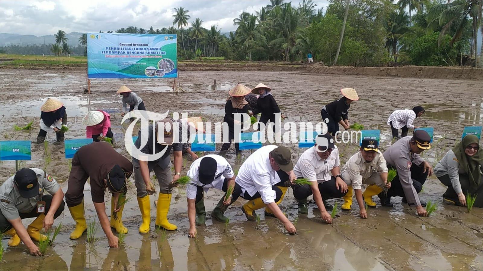 Penanaman-padi-dalam-perbaikan-lahan-di-Solok-1512026.jpg