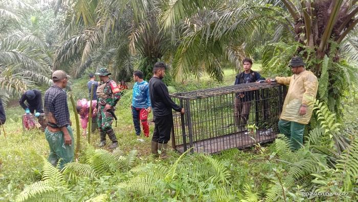 Harimau Terkam Sapi Warga di Pasaman, BKSDA Imbau Jangan ke Ladang Sendirian