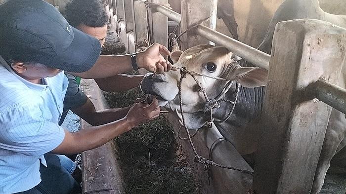 Sebanyak 800 Ekor Sapi Kurban di Kota Pariaman Sudah Mendapat Surat Keterangan Sehat