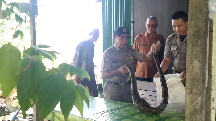 Petugas-Satpol-PP-Kota-Padang-evakuasi-seekor-ular-piton.jpg