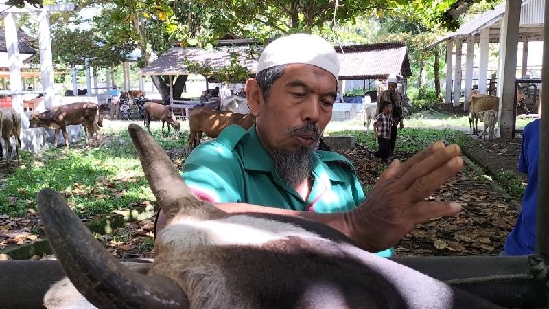 Sudah 1.022 Ekor Hewan Ternak di Sumbar Terinfeksi PMK, 2 Ekor Dipotong Paksa