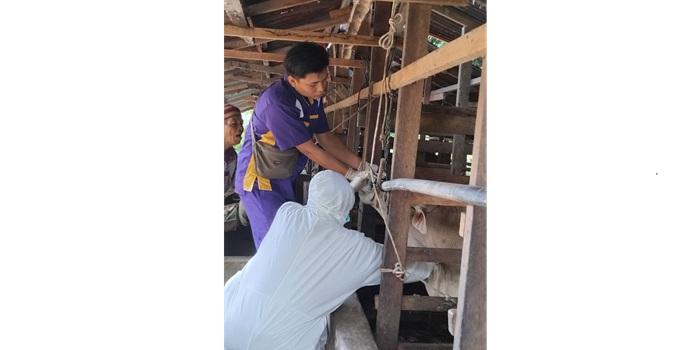 BREAKING NEWS: 11 Sapi Terindikasi Gejala PMK di Pariaman Sumbar, Tertular Usai Beli Sapi dari Medan