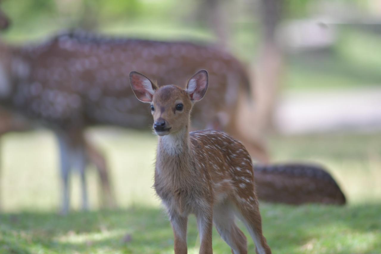 Populasi-Rusa-Totol-asal-Istana-Bogor-di-penangkaran-Taman-Kelestarian-Hayati.jpg