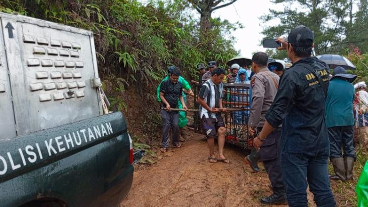 Proses-evakuasi-Harimau-sumatera-Panthera-tigris-sumatrae-masuk-kandang-jebak-di-Mudiak-Aia.jpg