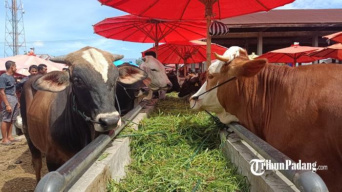 Puskeswan-Pasar-Ternak-di-Solok-Pastikan-Sapi-yang-Diperjualbelikan-dalam-Kondisi-Sehat.jpg