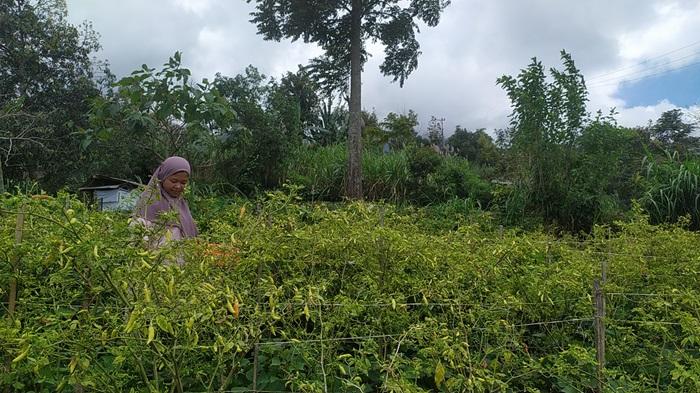 Riri-salah-seorang-petani-di-Jorong-Batang-Silasiah.jpg