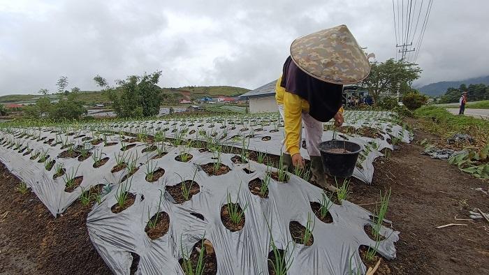 Harga Jual Turun Lebih Dalam, Simak Penyebab NTP Sumbar Merosot di November 2025