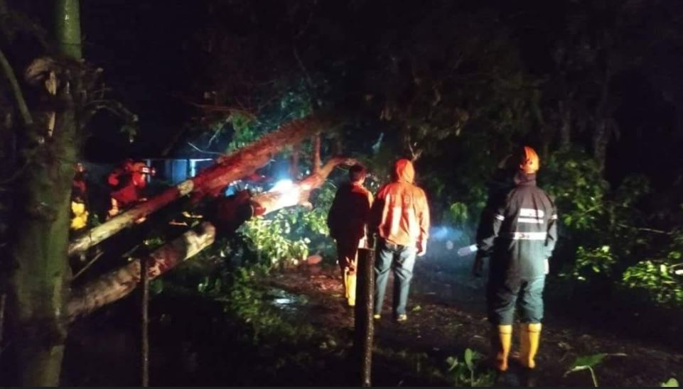 Sebuah Pohon Tumbang dan Menimpa Badan Jalan di Nagari Padang Toboh Padang Pariaman