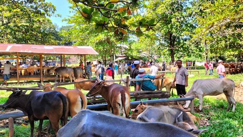 Suasana-Pasar-Ternak-Sungai-Sariak-Kabupaten-Padang-Pariaman-Rabu-1852022-siang.jpg
