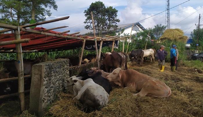 Suasana-salah-satu-kandang-ternak-yang-berada.jpg