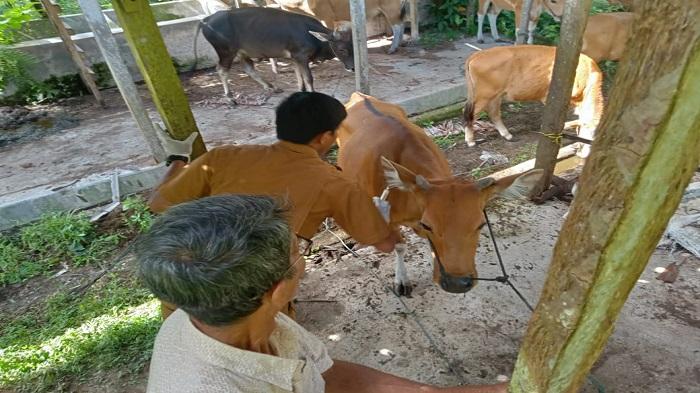 Update Penularan PMK di Sumbar, 4.354 Ternak Belum Dinyatakan Sembuh