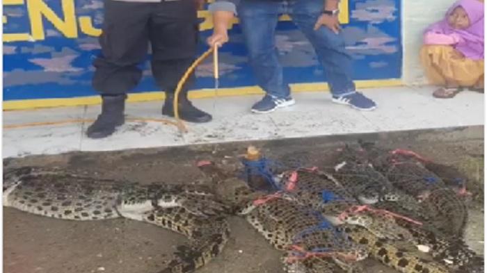 Viral-6-Ekor-Buaya-Ditangkap-Diduga-Sudah-Banyak-dan-Meresahkan-Masyarakat.jpg