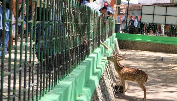 129 Ribu Wisatawan Padati Objek Wisata Bukittinggi Saat Libur Lebaran 2025