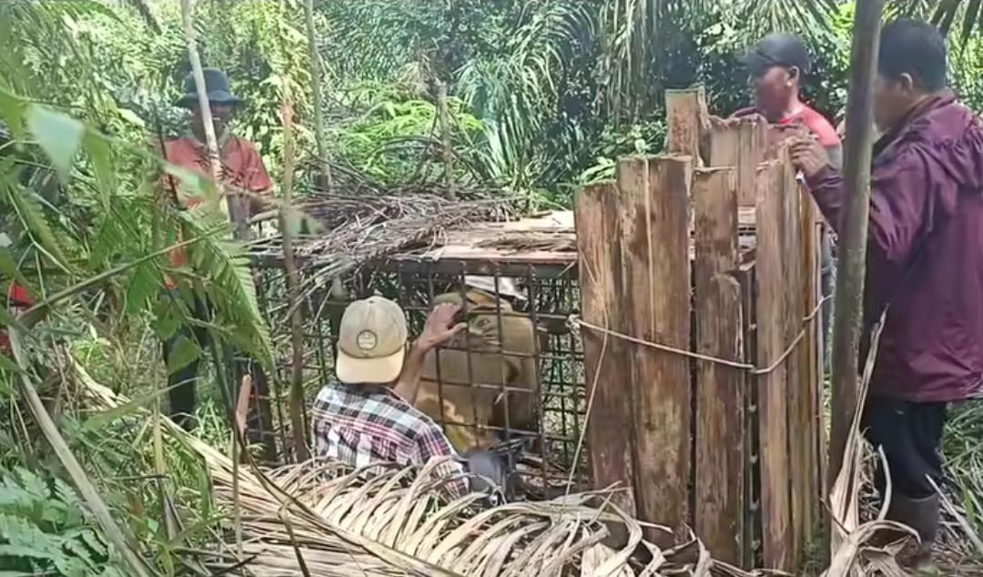 Warga-Nagari-Lunang-Pesisir-Selatan-Sumatera-Barat-Sumbar-memasang-kandang-jd.jpg