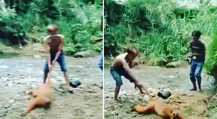 aksi-viral-pemuda-siksa-satwa-langka-simpai.jpg