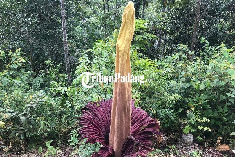 Dua Individu Bunga Bangkai di Palupuh Agam Diprediksi Mekar Akhir 2025 dan Awal 2026