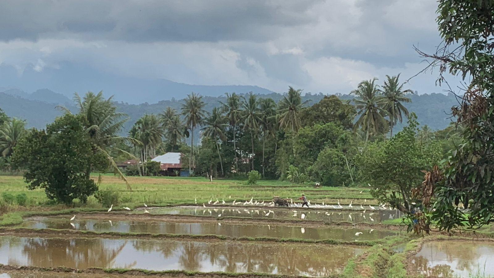 cuaca-petani-membajak-sawah-di-sungai-sapih-kuranji-1512026.jpg