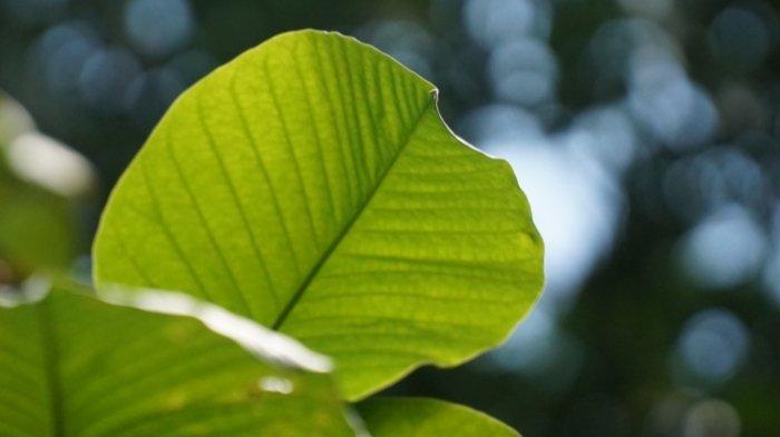 daun-ketapang-adalah-nama-sejenis-pohon-tepi-pantai-yang-rindang.jpg
