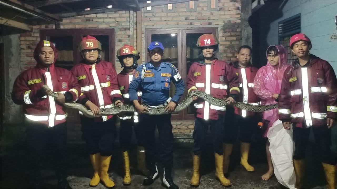 evakuasi-ular-di-Padang-19102025.jpg