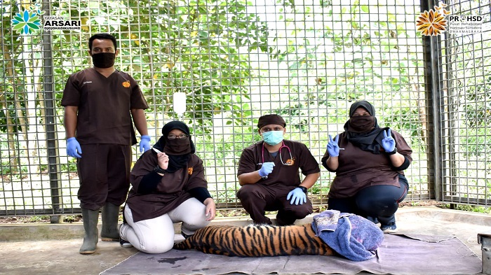 Hasil Cek Kesehatan Harimau Putri Singgulung: Berbobot 49,3 Kg dan Tidak Ada Kelainan Fisik