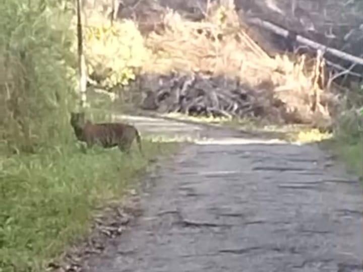 harimau-di-palupuh-agam-1662026.jpg