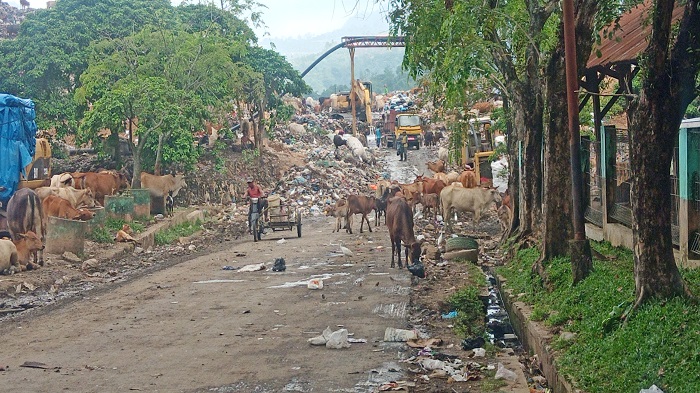 hewan-ternak-makan-sampah-tpa-air-dingin-padang.jpg