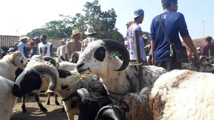 jelang-idul-adha-harga-hewan-ternak-untuk-kurban.jpg