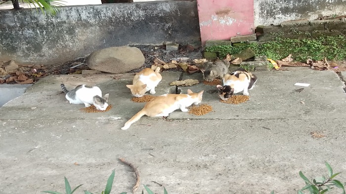kucing-kucing-yang-hidup-di-jalanan-saat-diberi-makanjpg.jpg