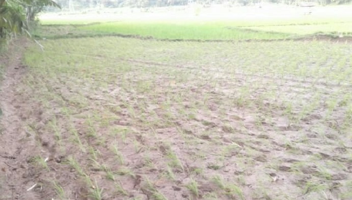 lahan-sawah-warga-di-kota-padang-mengalami-kekeringan.jpg