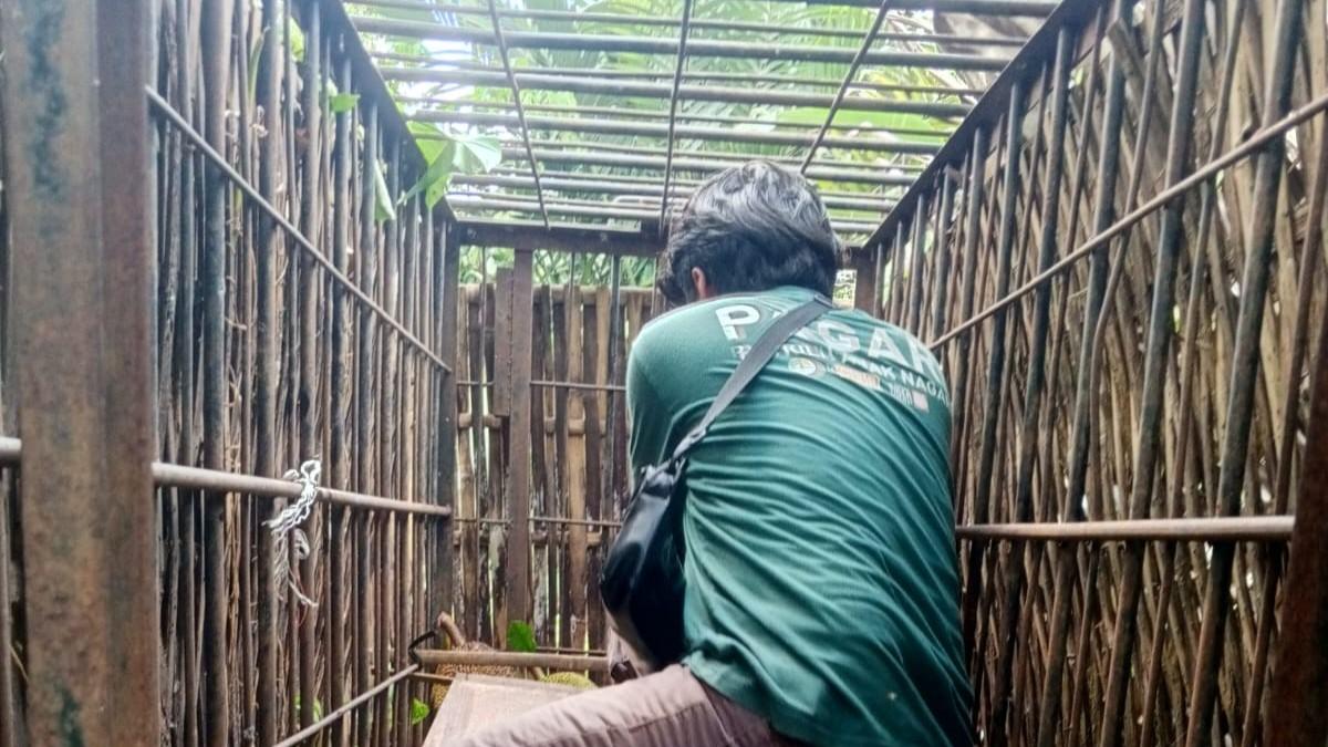 pemasangan-kandang-jebak-di-Pasaman-662026.jpg