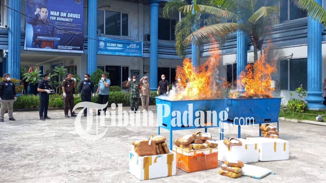 pemusnahan-ganja-oleh-BNN-Sumbar-612026.jpg