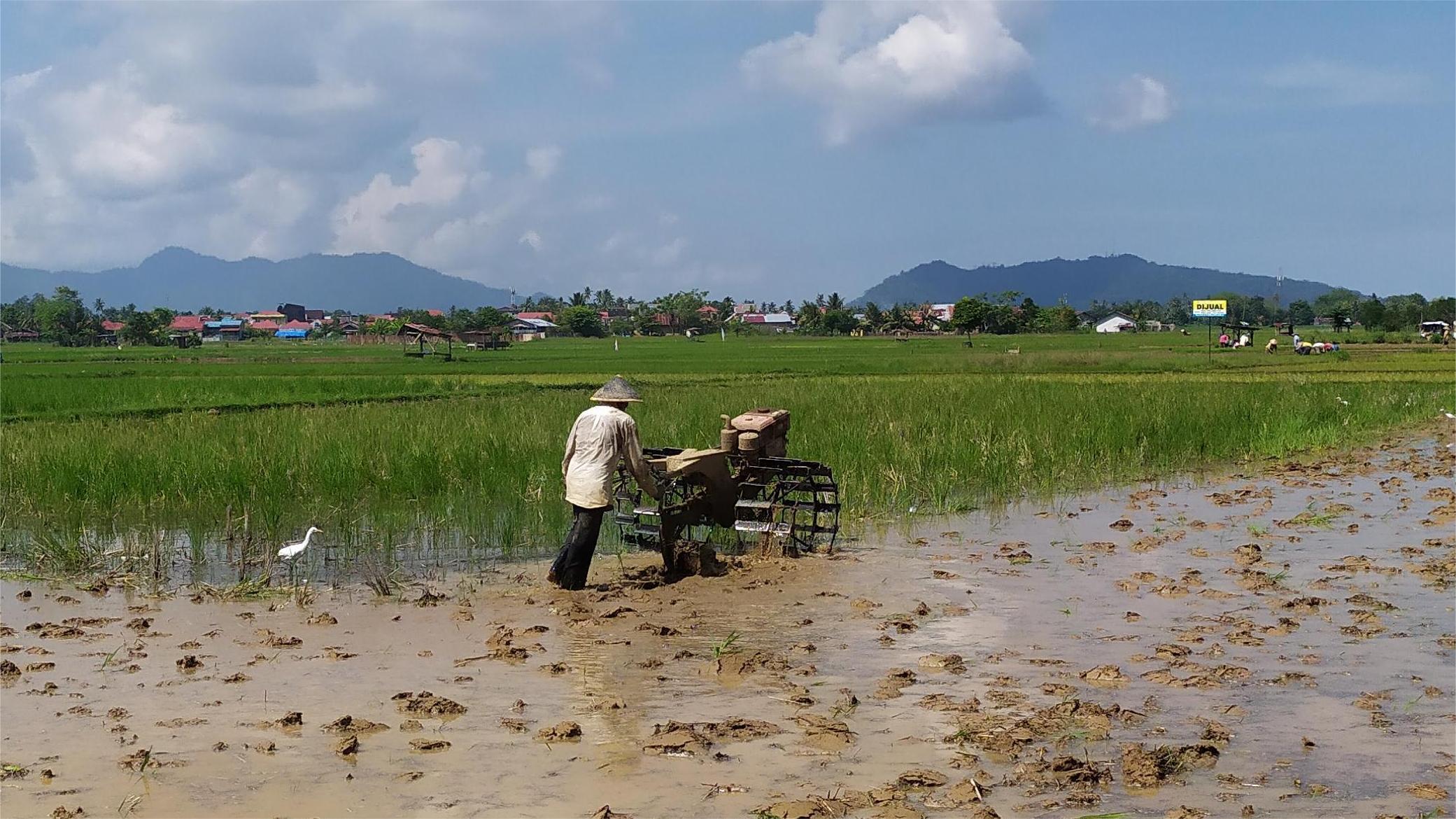 Saat Nilai Tukar Petani Sumbar Turun, Peternakan dan Tanaman Pangan Justru Menguat