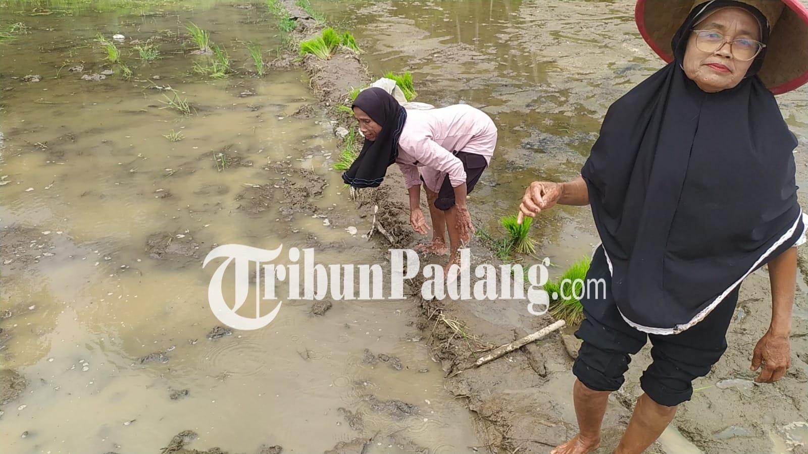 petani-sedang-menanam-padi-di-selayo-solok-1512026.jpg