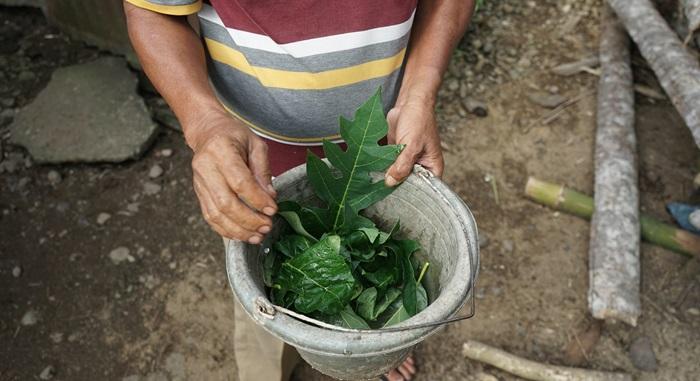 Melihat Ramuan Herbal Peternak Padang Pariaman untuk Cegah PMK pada Ternak