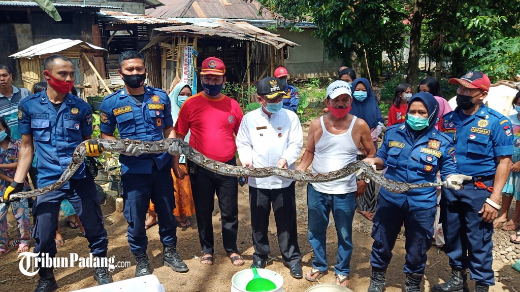 Ular Bersarang di Rumpun Bambu Dekat Pemukiman Warga di Piai Tangah, Diperkirakan Ada 8 Ekor