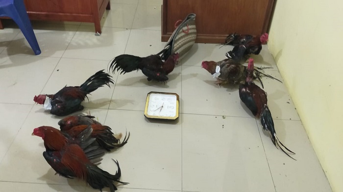 Memerangi Kekerasan terhadap Hewan: Tanggung Jawab Bersama sebagai Makhluk Hidup