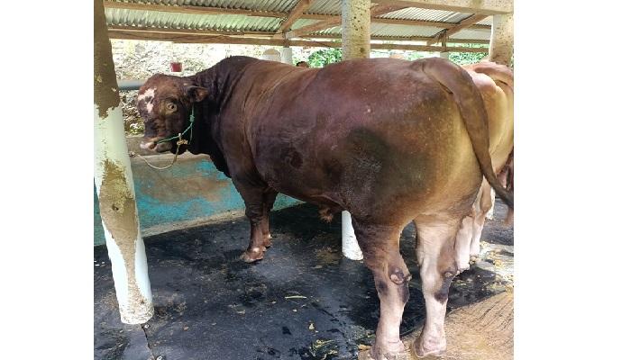 sapi-yang-diusulkan-pemerintah-setempat-sebagais0-kilo.jpg